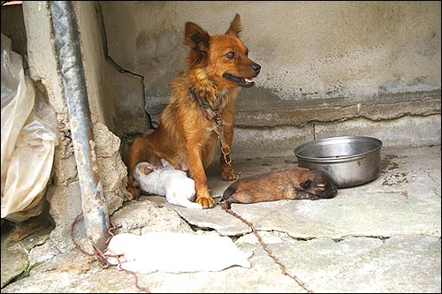 주인이 떠나면서 홀로 남겨진 개들은 지킴이들과 함께 살아가고 있다. 강아지 네 마리를 낳은 달래는 요 사이 부쩍 예민해졌다. 